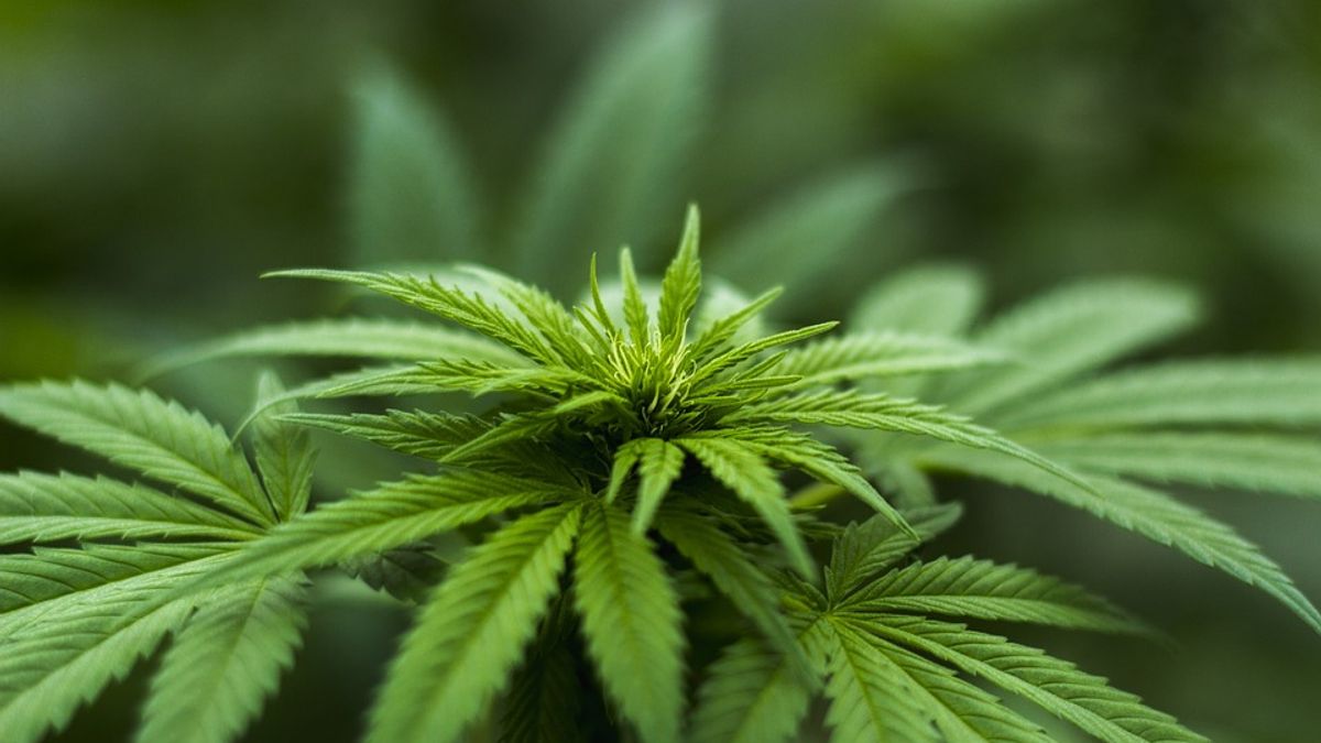 Burgemeester wil drugspand in Hoogblokland sluiten