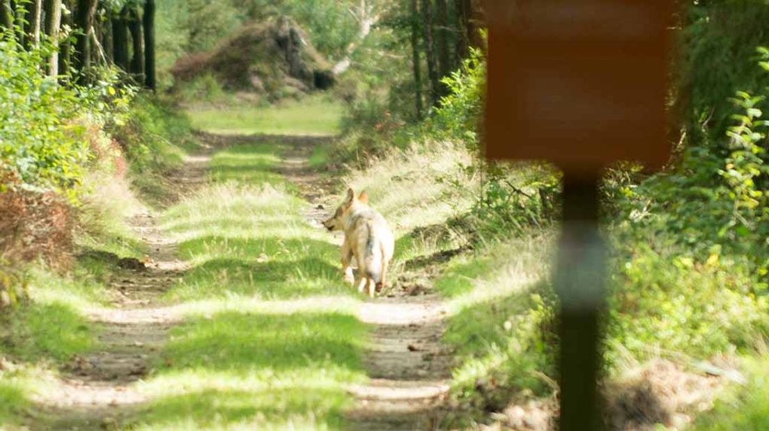 De wolf tussen Apeldoorn en Hoenderloo.