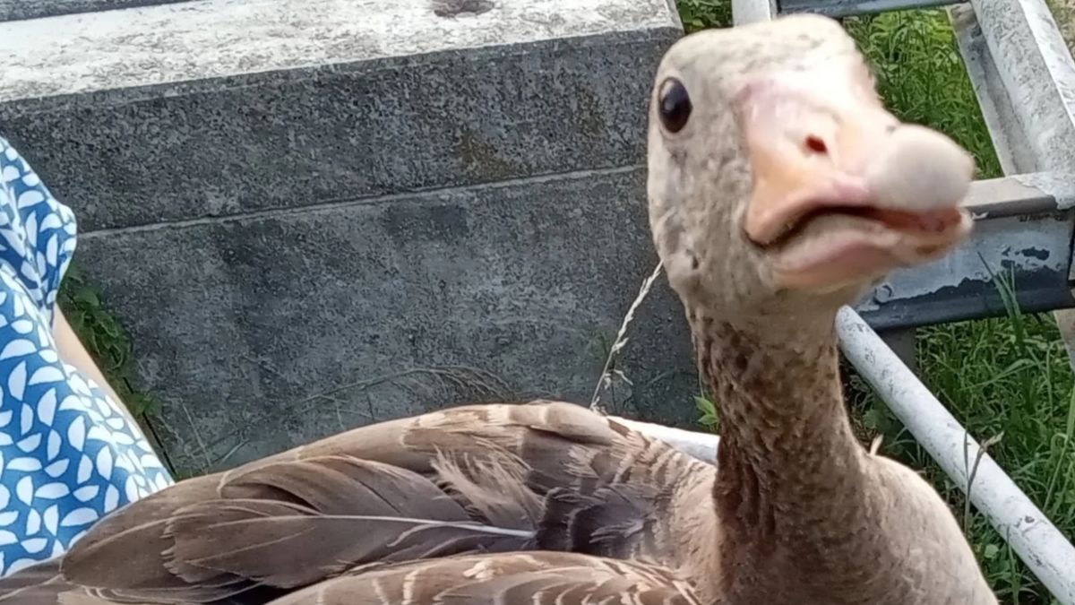 Gans uit de lucht geschoten in Thorn: 'Is er slecht aan toe'