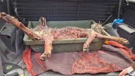 Faunabeheerder schiet zwaargewonde wolf dood na aanrijding