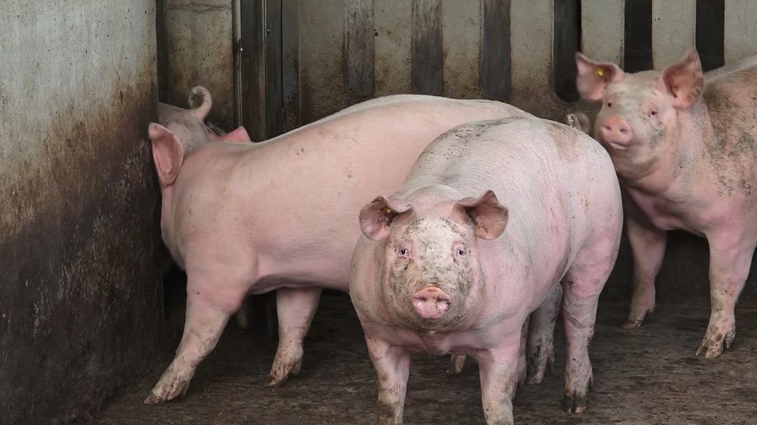 Varkens op het bedrijf van de familie Ten Have