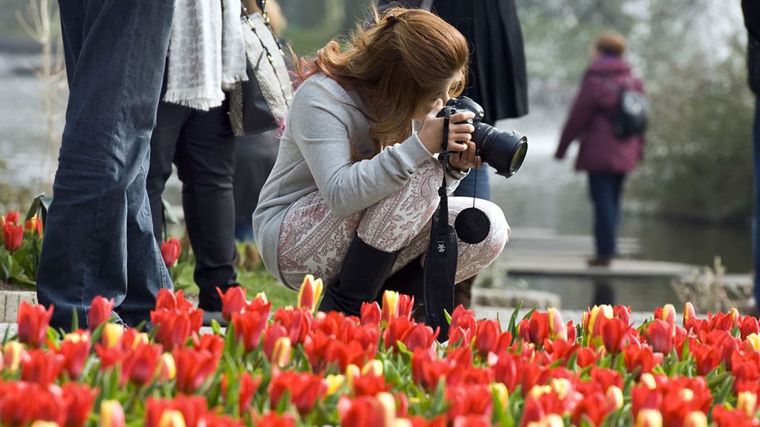 Keukenhof in bloei