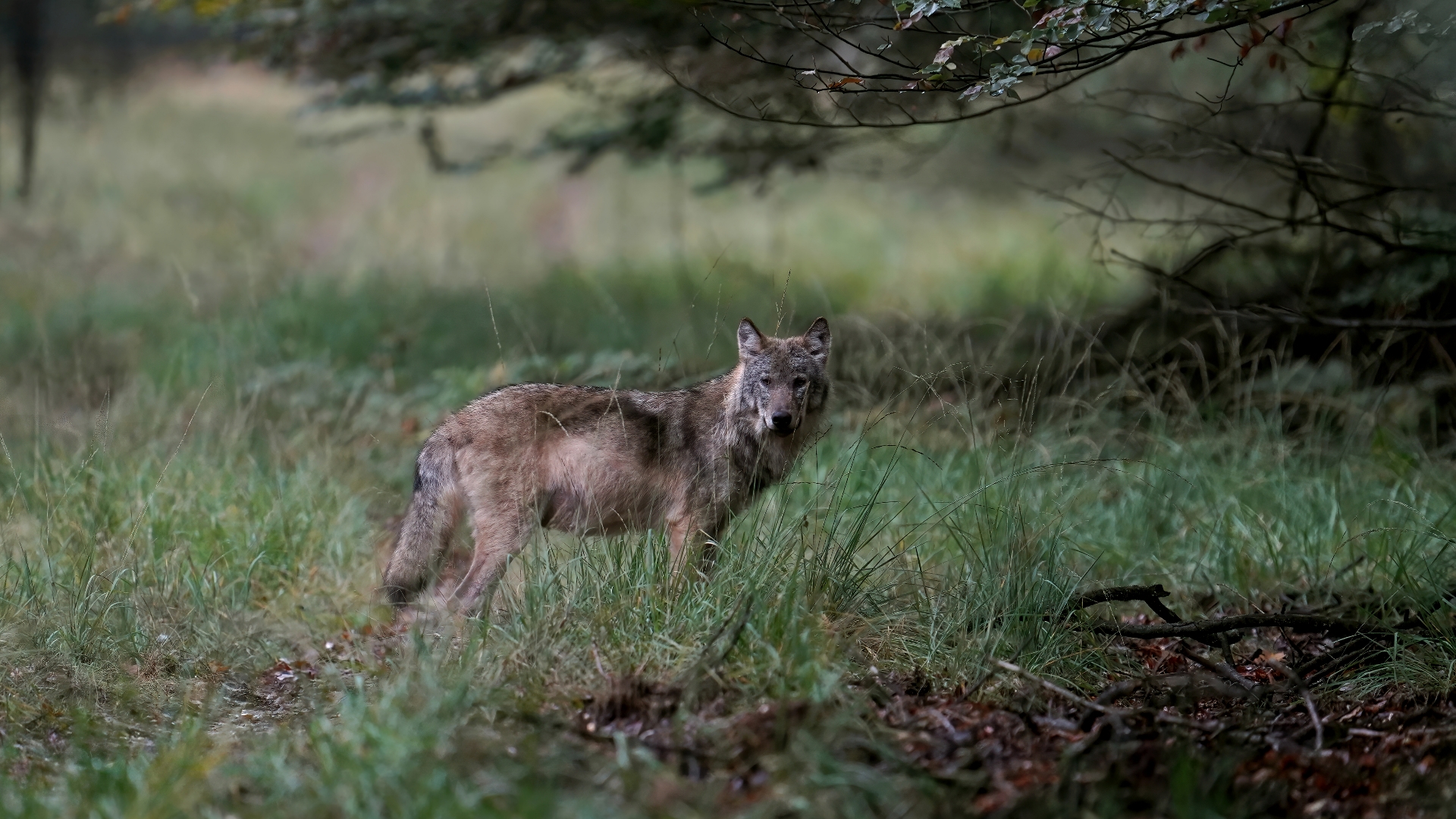 Een wolf op de Veluwe