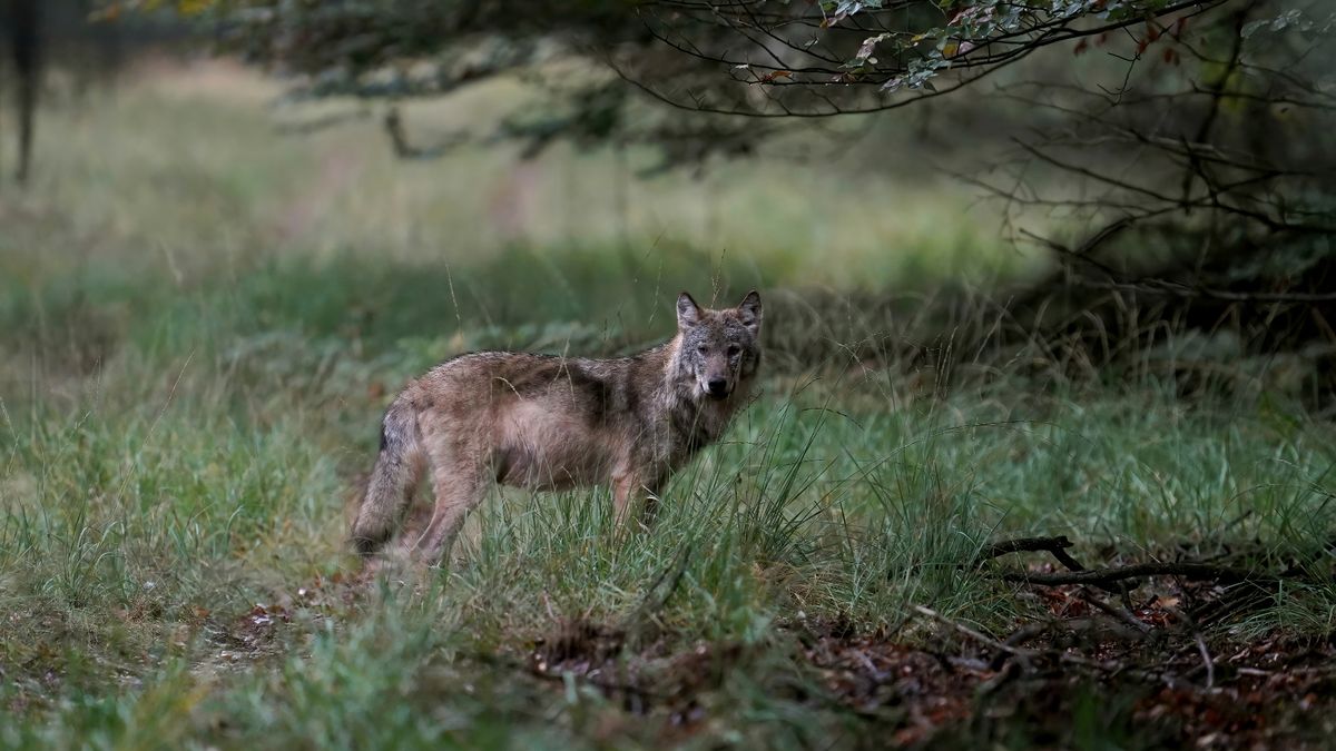 Wolf slaat toe in Groningen: meerdere meldingen van aanvallen afgelopen week