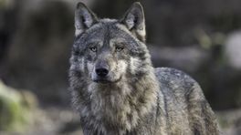 Subsidie bescherming tegen wolf uitgebreid naar heel Gelderland