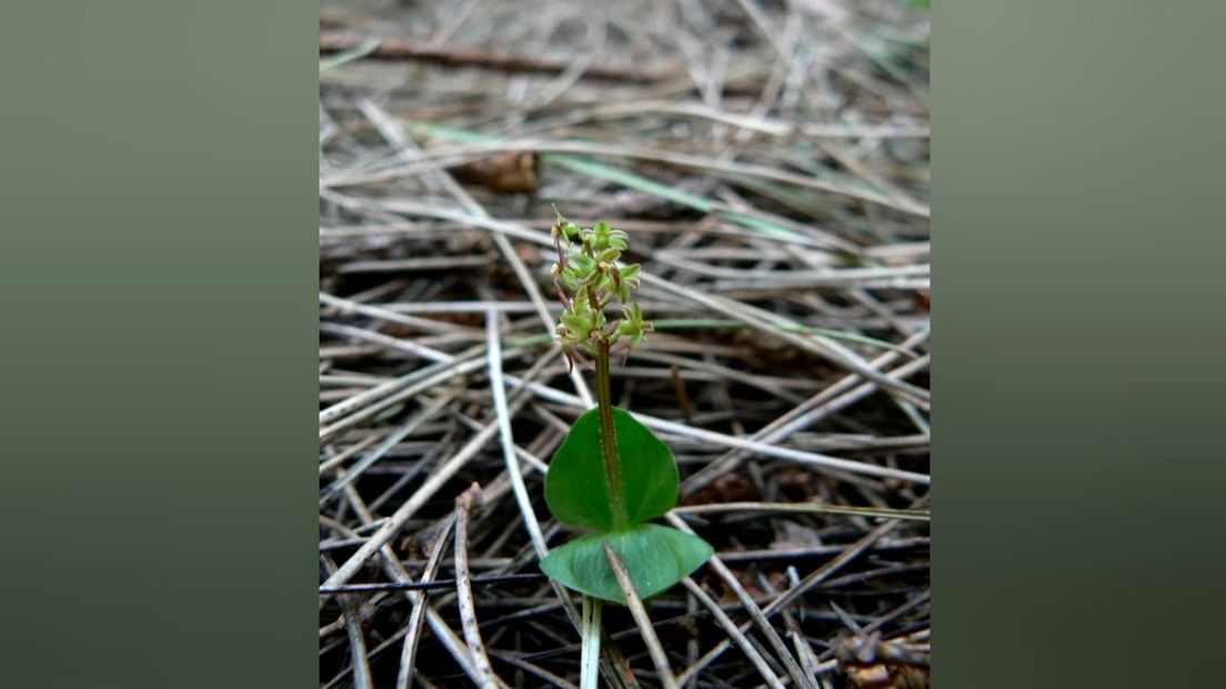 De Kleine Keverorchis.