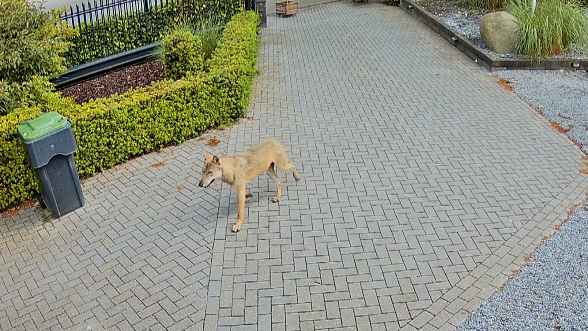 Wat moet je dan als je een wolf tegenkomt? 'Geef hem de ruimte en