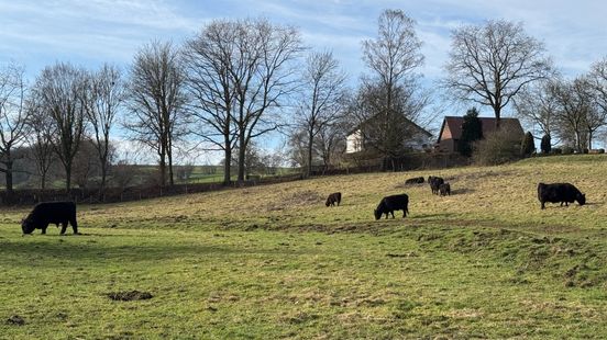 Palen, bevers en runderen: de natuur kan ook een bondgenoot zijn tegen water Nieuws