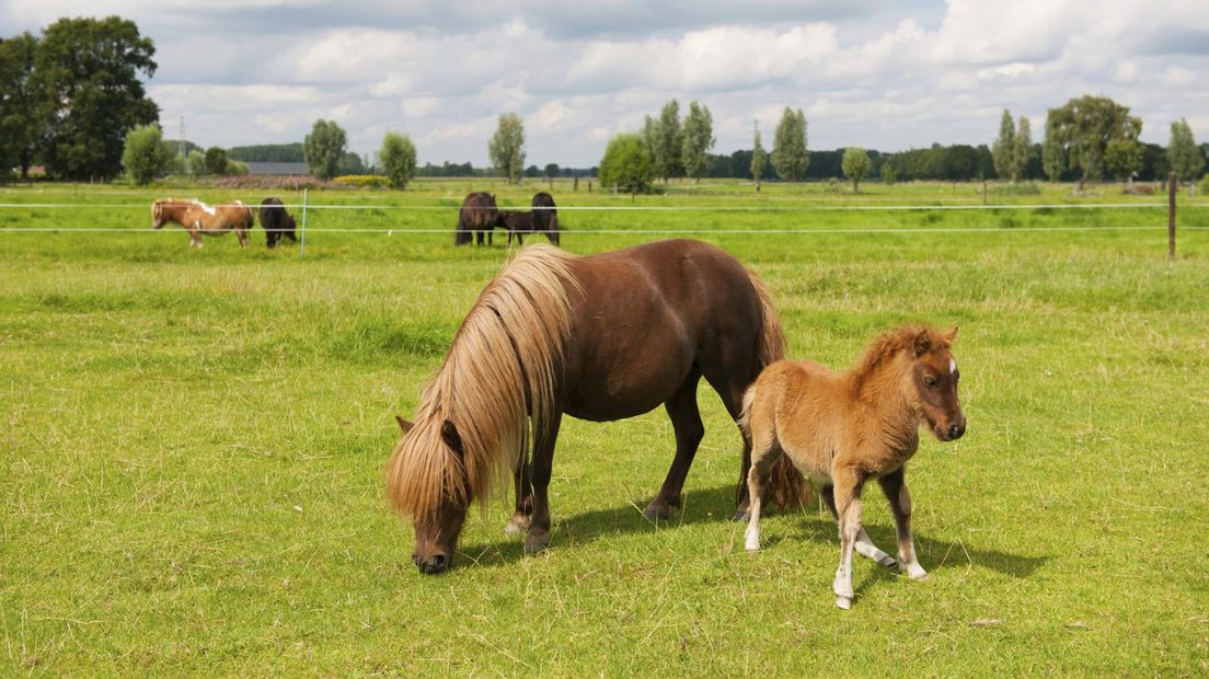 Shetlandpony's