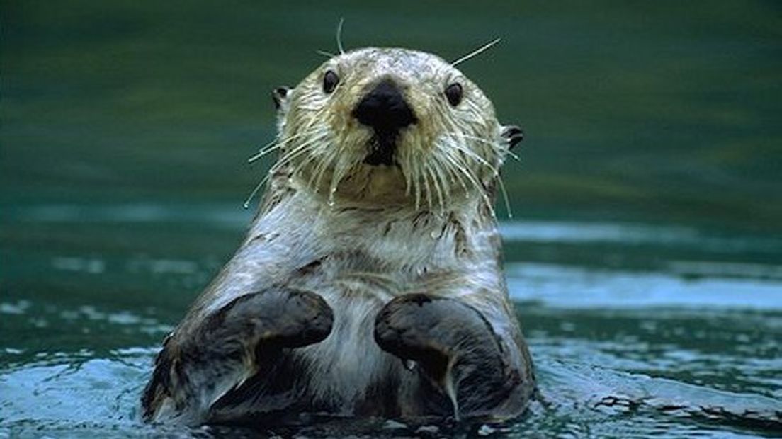 Het Fochteloërveen is niet al te geschikt voor otters als leefgebied