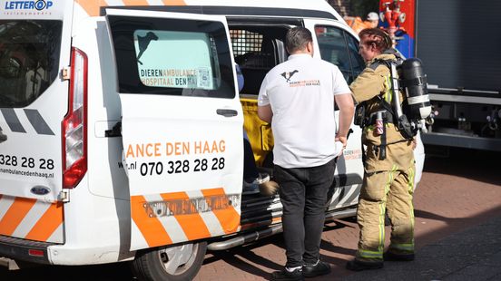 Huisdierendrama: vijf honden komen om bij brand Home