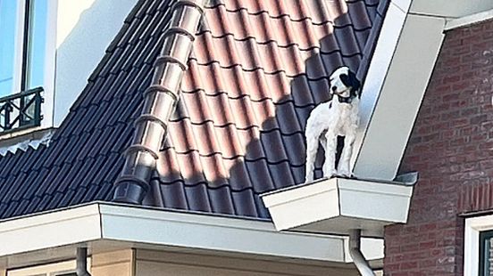 Hond springt in dakgoot en moet worden gered Home