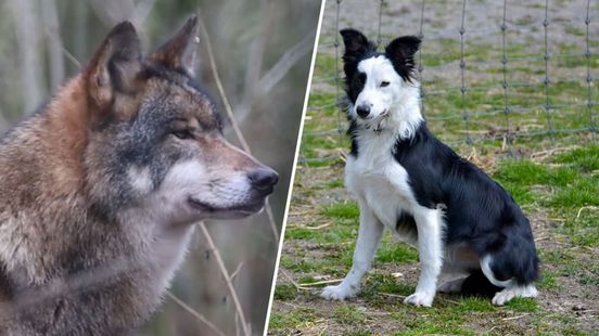 Speciaal getrainde honden moeten schaapskudde beschermen tegen wolf