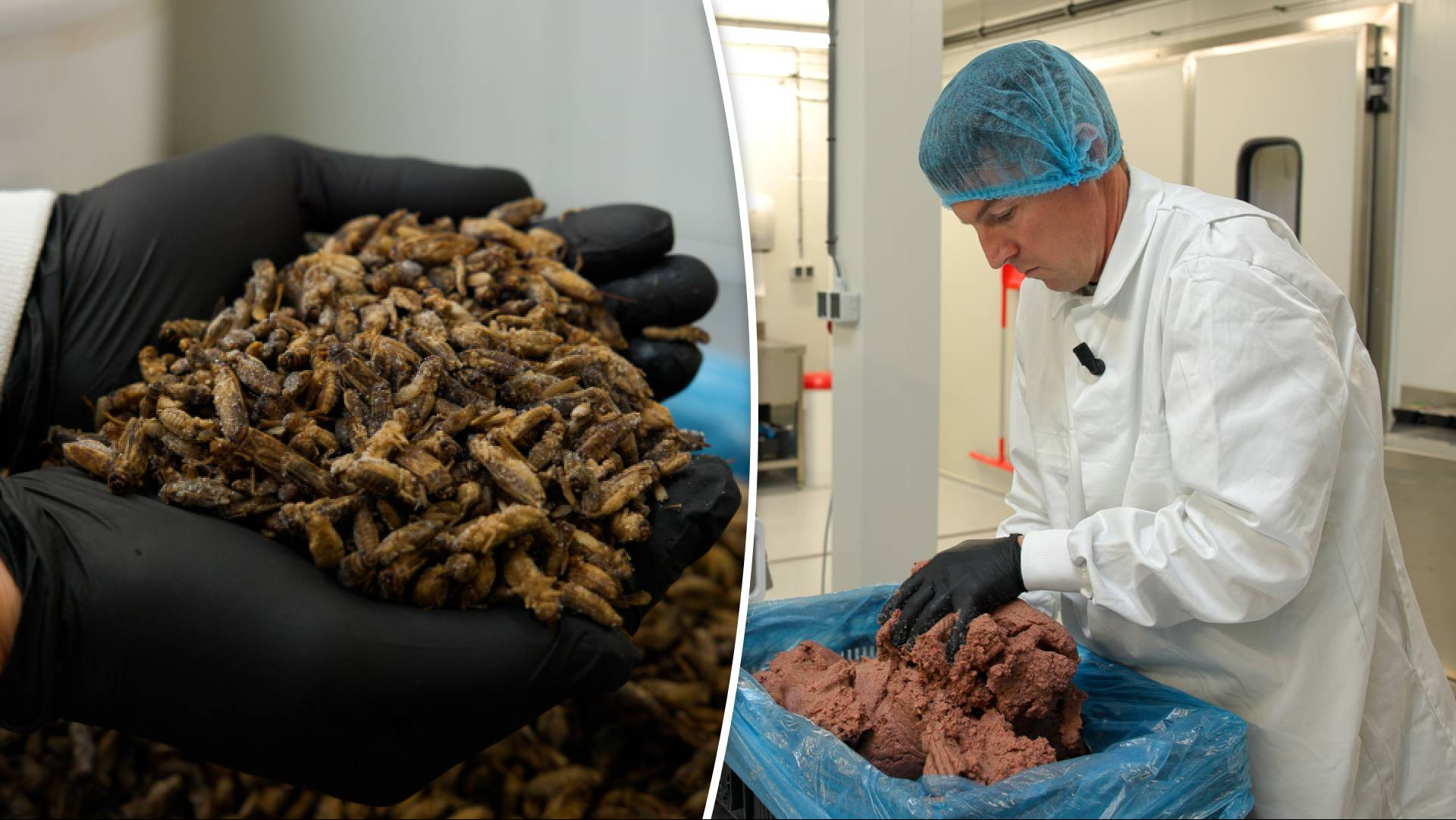 Hamburgers van krekels: Frank uit Zwolle maakt 'het voedsel van de toekomst'