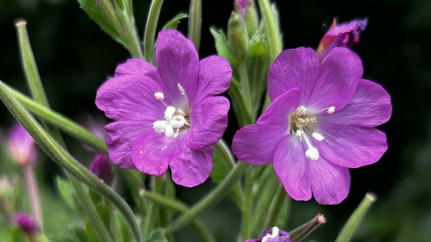 Camping mei blommen is better as mei allinnich gers: rekreaasje-ûndernimmers krije les yn bioferskaat