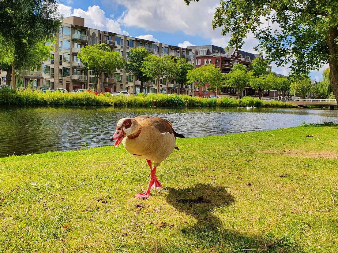 Nijlgans wilde niet voor onze camera reageren