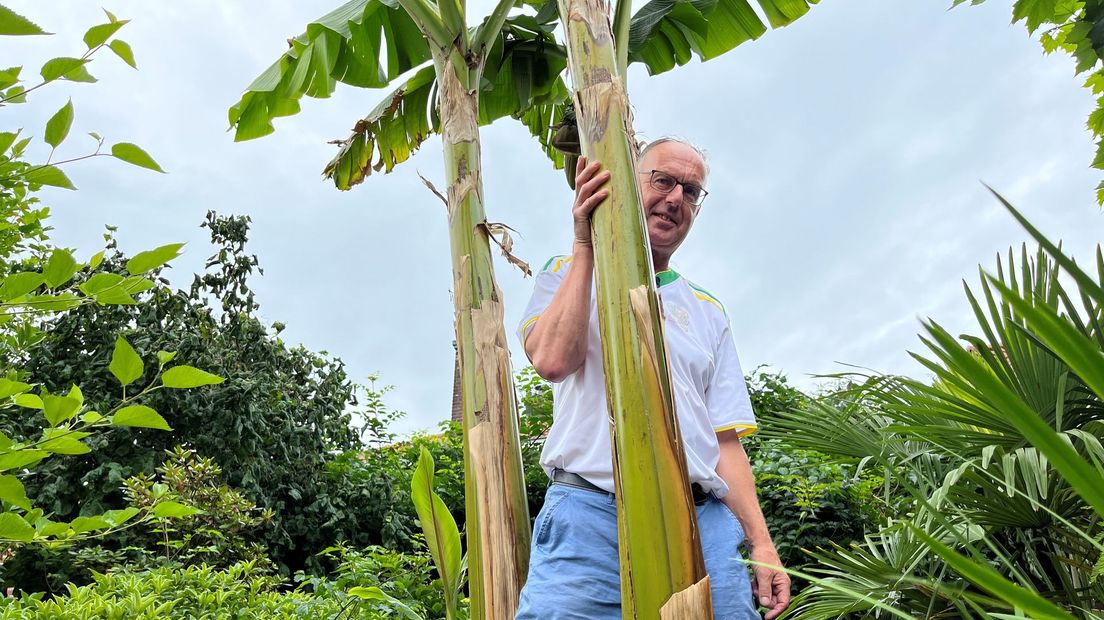 Bij Toon uit Delden groeien voor het eerst in vijf jaar bananen aan zijn bananenplant