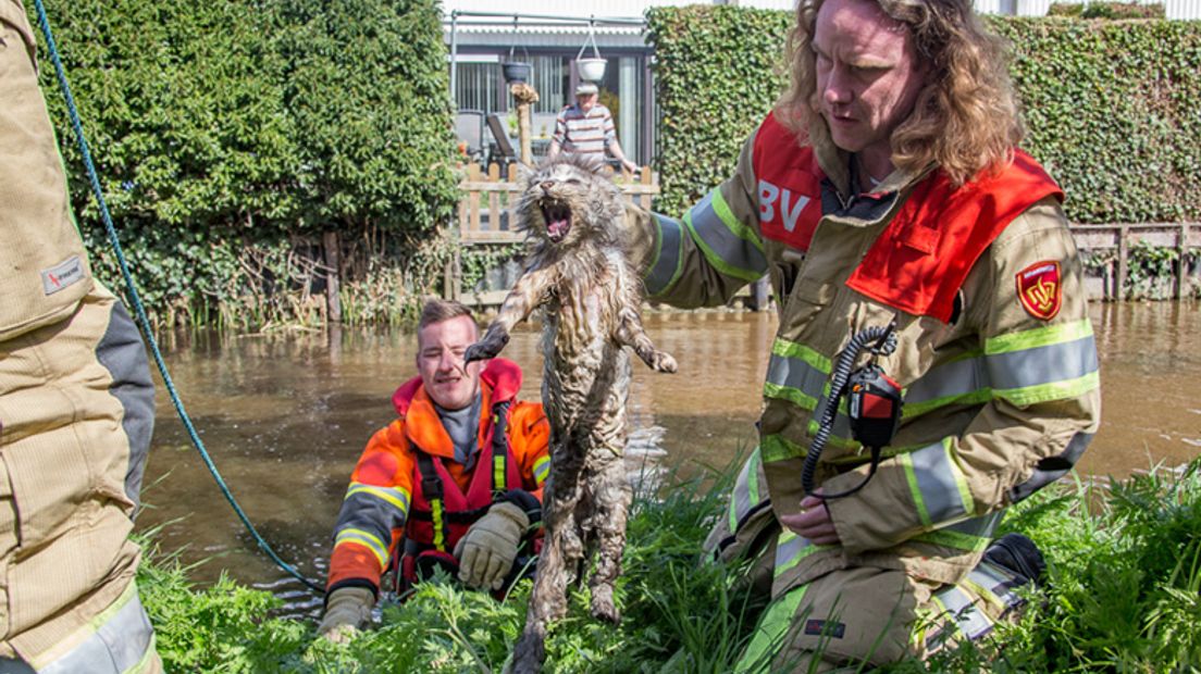 De brandweer redt een kat die uren boven het water bungelde