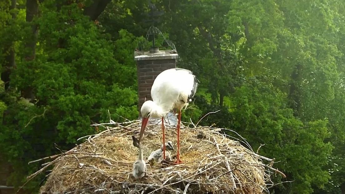 Moederooievaar gooit jong uit nest