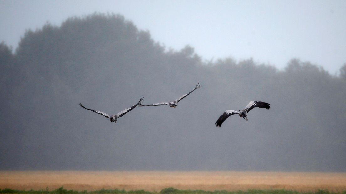 Kraanvogels (foto ANP/Catrinus van der Veen)