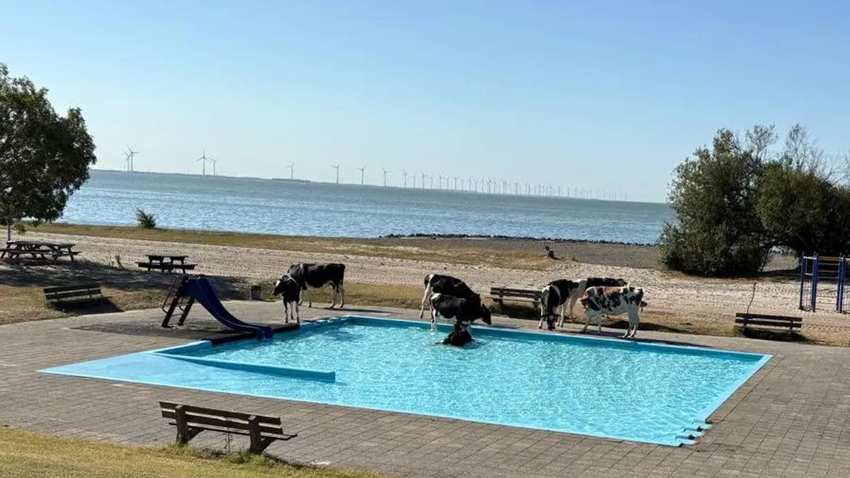 Opvallend: Koe in Oudemirdum duikt het zwembad in en komt er niet meer uit