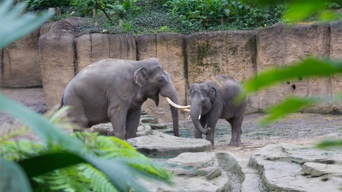 De olifanten lieten zich vandaag aan het publiek zien (Rechten: RTV Drenthe / Kim Stellingwerf)
