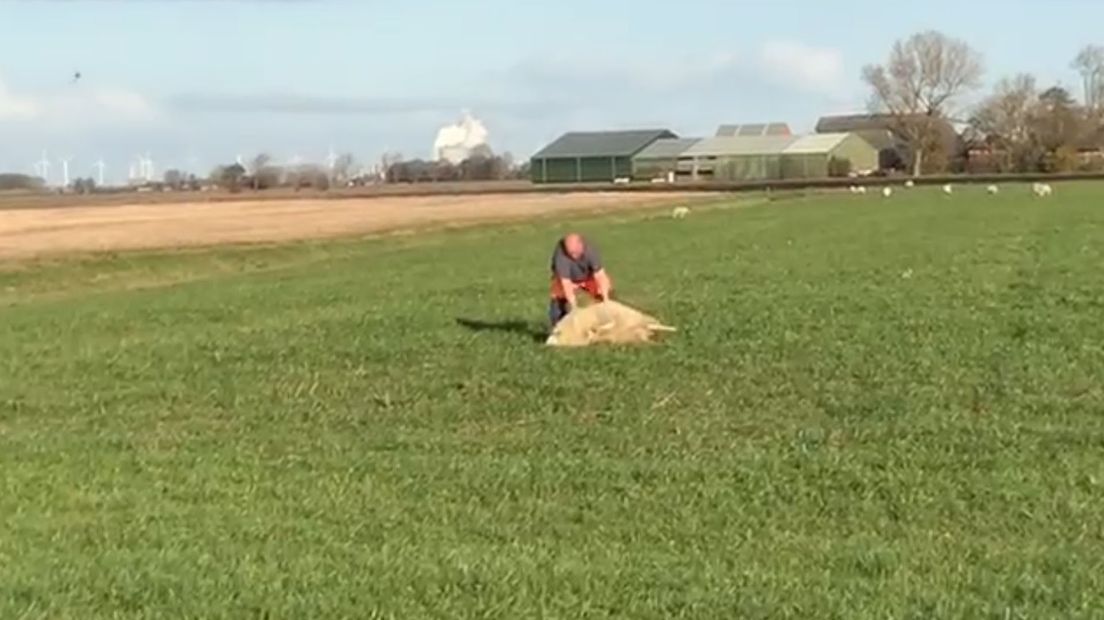 De vuilnisman helpt het schaap uit zijn benarde positie
