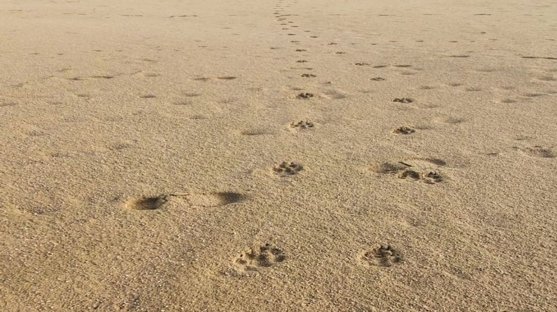 Pootafdrukken van twee wolven in het Nationale Park de Hoge Veluwe