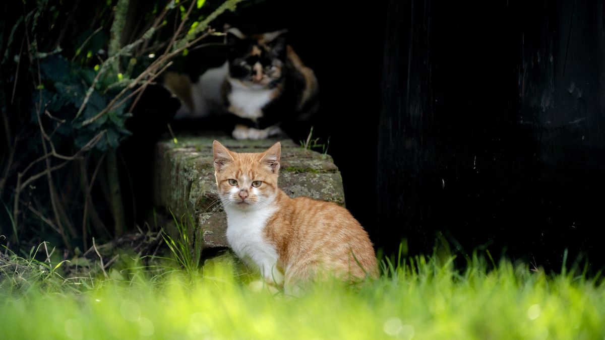 Schiermonnikoog gaat opnieuw zwerfkatten vangen: 'Veel gerichter dan eerder'