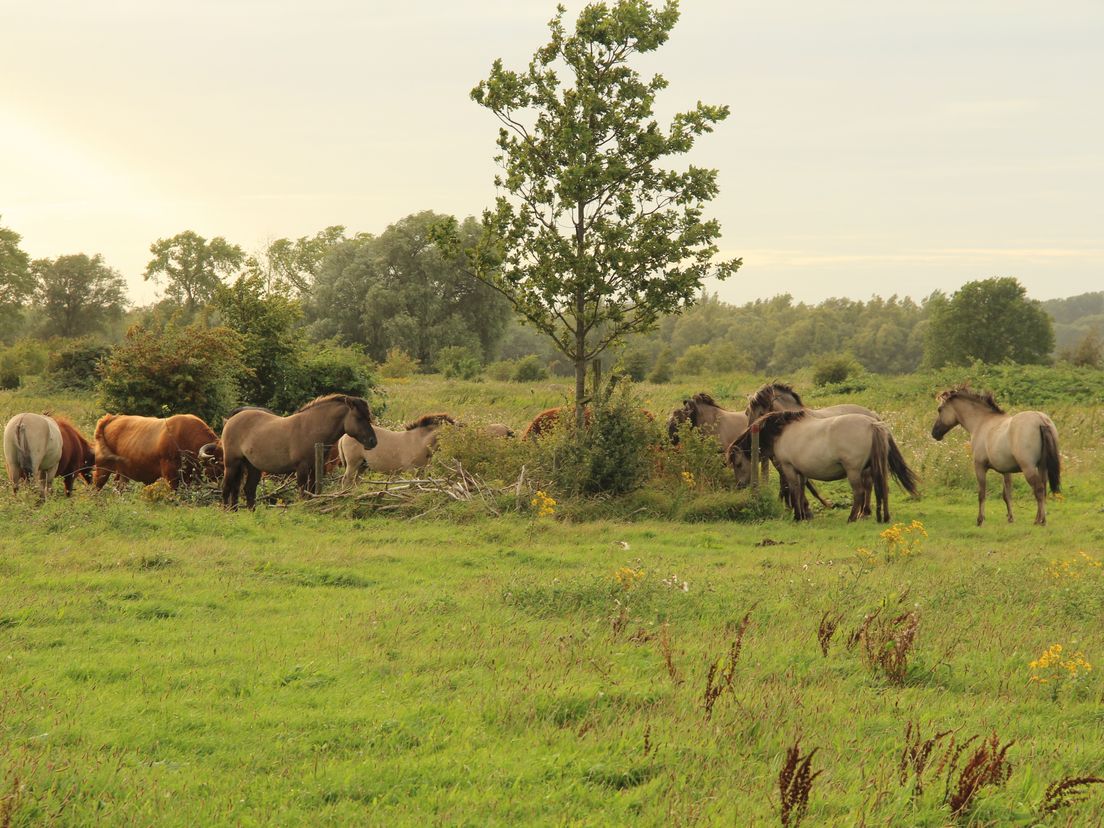 Konikpaarden op de Staart