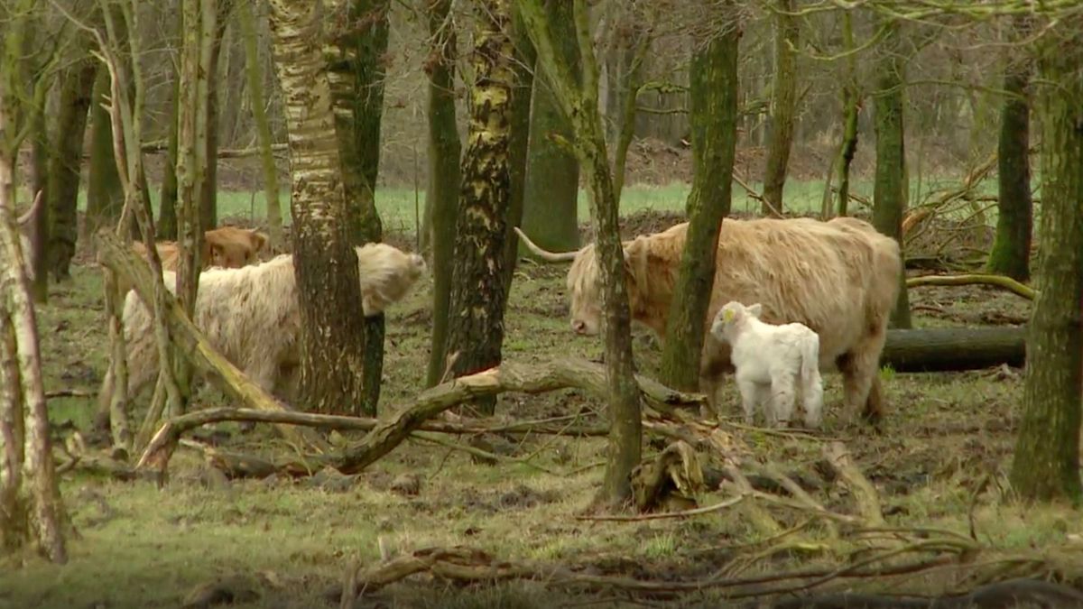 Is jonge Schotse hooglander in Langelo gedood door een wolf?