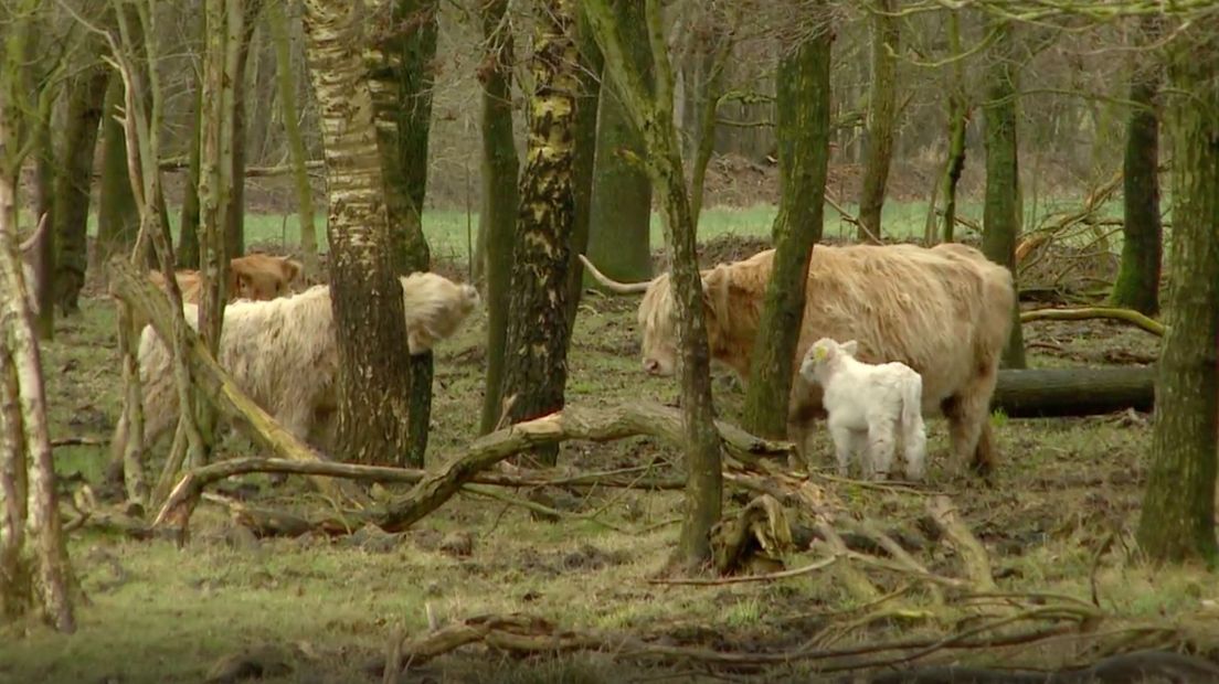 Schotse hooglanders begrazen verschillende Drentse natuurgebieden (Rechten: RTV Drenthe)