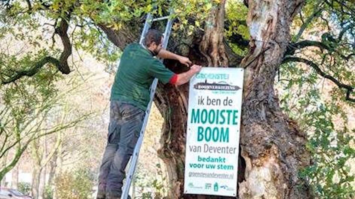 Eik op Brinkgreven mooiste herfstboom van Deventer