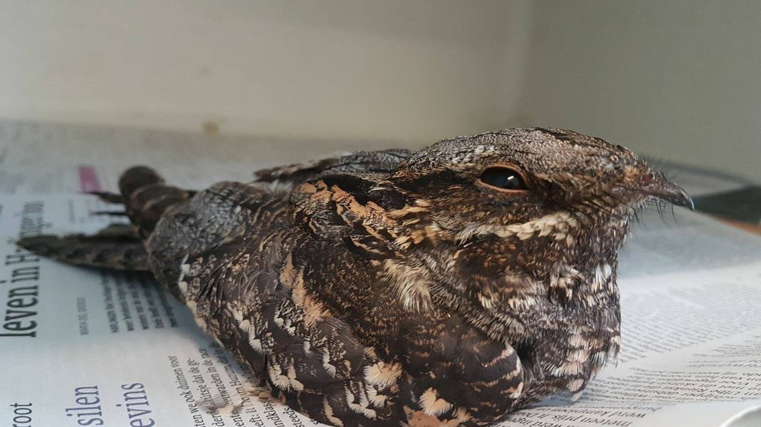 Nachtzwaluwen staan als kwetsbaar op de Rode Lijst (Rechten: de Fûgelhelling)