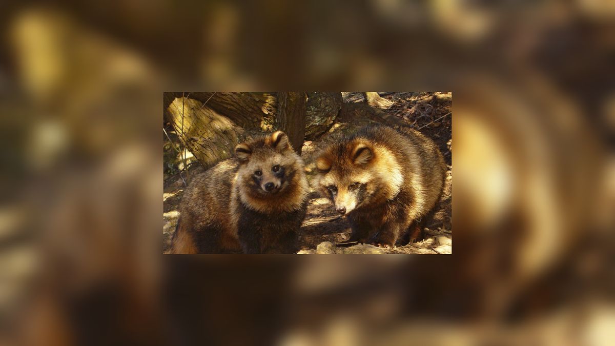 Zoektocht naar de wasbeerhond begonnen: nog niets gevonden
