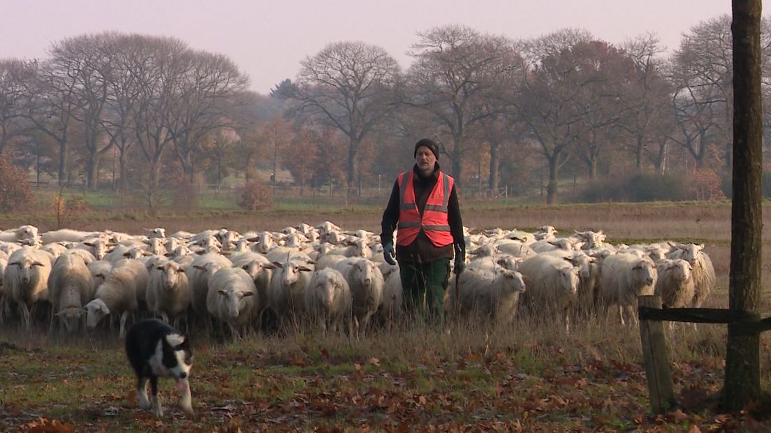 Het heeft de afgelopen tijd aardig gevroren, dus het meeste water is voorzien van een laag ijs. Dat niet iedere laag even dik is, had een schaap in Dodewaard te laat door.