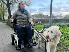 Geleidehond Pelle leidt Saskia door weer en wind en het drukke verkeer naar haar werk