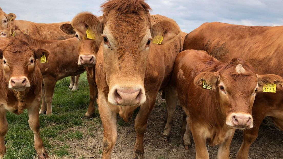 De Limousins van de boerderij in de Onlanden (Rechten: RTV Drenthe/Annelies Hemeltjen)