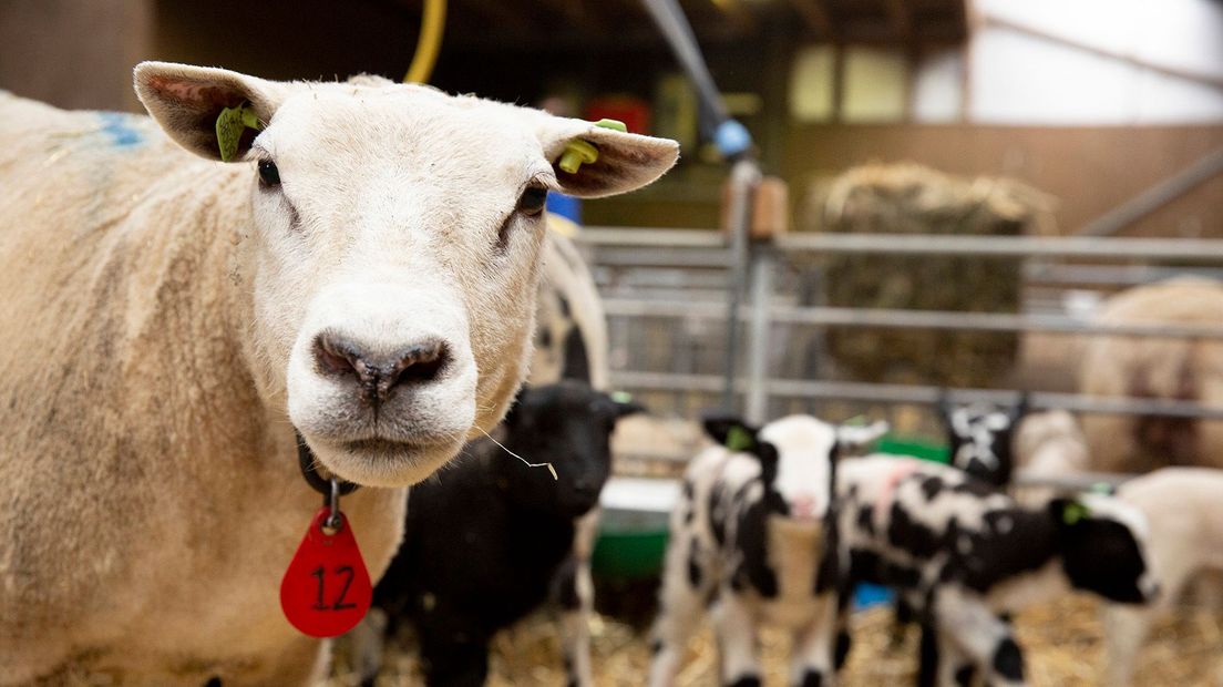 De moeders zorgen dit jaar goed voor de lammetjes