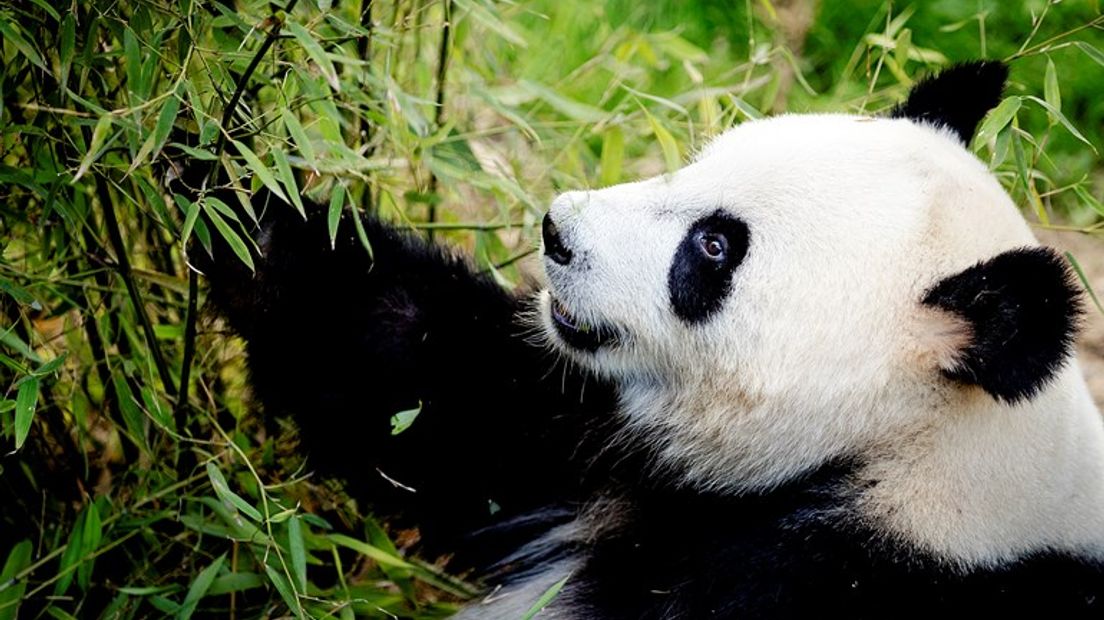 Is Wu Wen nu zwanger?