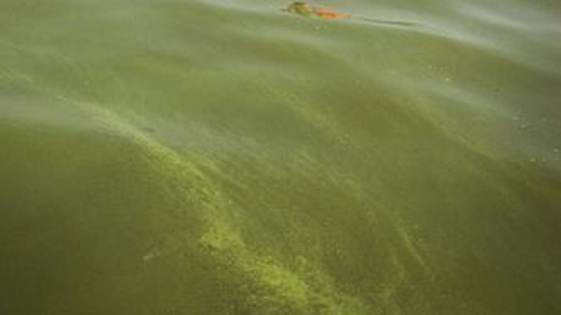 Blauwalg in het Wijchens Meer
