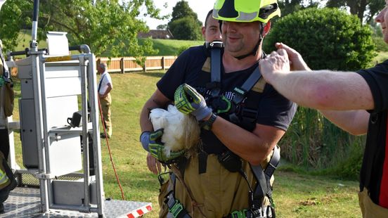Brandweer redt gewonde jonge ooievaar uit nest
