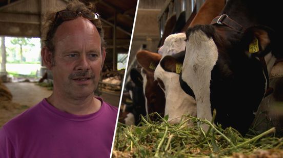 Boeren maken zich zorgen over nieuwe stikstofplannen: ‘Onze hele sector hangt ervan af’