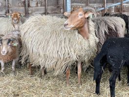 Schaapherders en dierenartsen erg blij met blauwtongvaccin: 'Al tienduizend aanvragen'