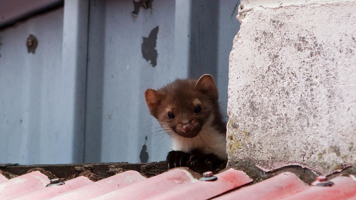Slapeloze nachten en schade; Wilsum is klaar met de steenmarter