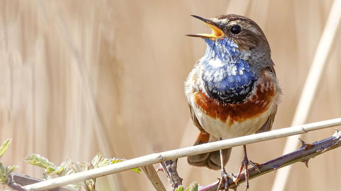 Blauwborst