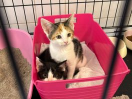 De kittens zaten vol met vlooien.