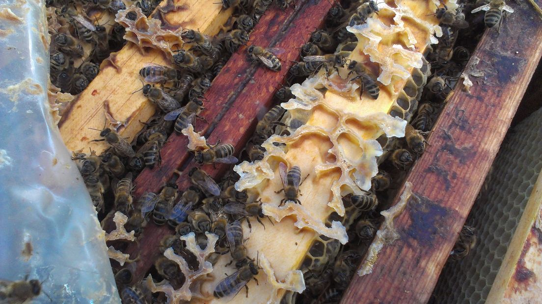 Het was een goede winter voor de bijen (Rechten: archief RTV Drenthe)