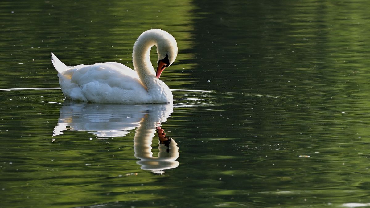 Twee zwanen opzettelijk mishandeld en gedood