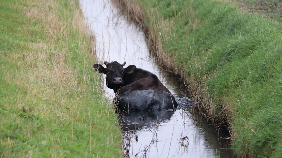 Alle ontsnapte koeien gedood, 'We hadden geen keus'